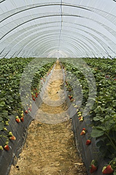 Strawberry furrows II