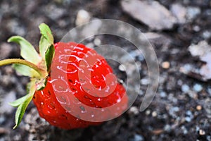 Strawberry in the garden