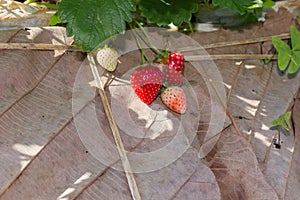 Strawberry in the garden