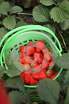 Strawberry from garden