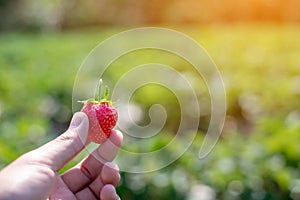 Strawberry in the garden