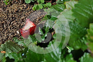 Strawberry in garden half eaten rotten