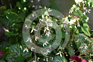 Strawberry geranium flowers. Saxifragaceae evergreen perennial plants.