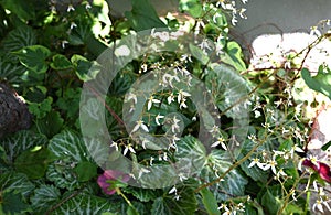 Strawberry geranium flowers. Saxifragaceae evergreen perennial plants. photo