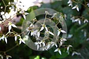 Strawberry geranium flowers. Saxifragaceae evergreen perennial plants.