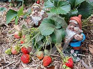 Strawberry gnomes