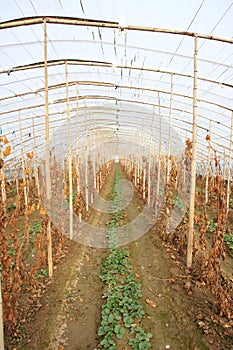 Strawberry grape Intercropping