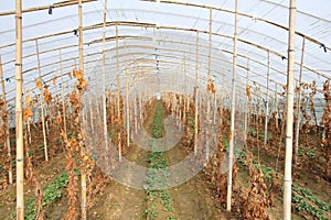 Strawberry grape Intercropping