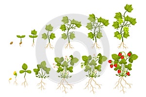 Strawberry and Grapes Growing Timeline That Includes Seed Planting, Germination, Seedling Stage, Flowering, Pollination