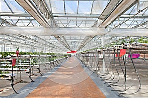 Strawberry greenhouse