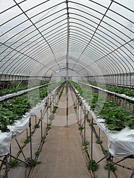 Strawberry Greenhouse