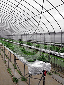 Strawberry Greenhouse