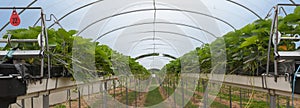 Strawberry greenhouse with raised beds, automatic irrigation and