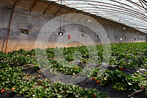 Strawberry in the greenhouses