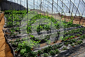 Strawberry in the greenhouses photo