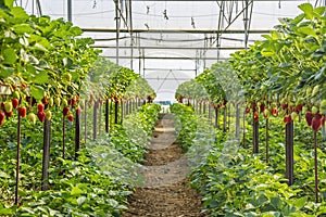 Strawberry greenhouses photo