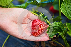 Strawberry growers engineer working in the field with harvest, woman holding berries photo