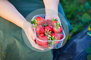 Strawberry growers engineer working in the field with harvest, woman holding berries photo