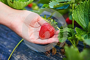 Strawberry growers engineer working in the field with harvest, woman holding berries