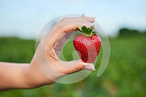 Strawberry growers engineer working in the field with harvest, woman holding berries