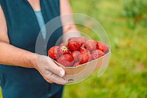 Strawberry growers with harvest. Farmer woman hands with fresh strawberries in eco paper box in the garden on a farmers