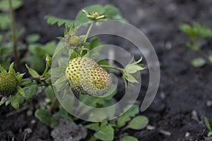 A strawberry growing in a garden. Farming concept.