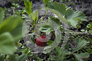 A strawberry growing in a garden. Farming concept.