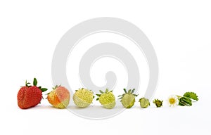 Strawberry growth isolated