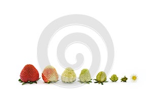 Strawberry growth isolated on white