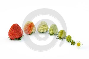 Strawberry growth isolated on white