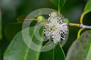 Strawberry guava Psidium humile white flower