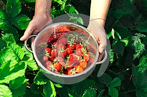 Strawberry in the hands of a farmer in the garden. Selective focus. food.