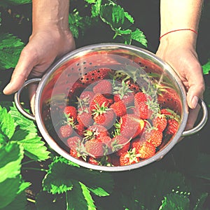 Strawberry in the hands of a farmer in the garden. Selective focus. food.