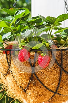 Strawberry in hanging basket with coconat liner at the condo balcony