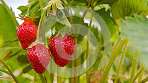 Strawberry hanging on the vine, Sunny weather