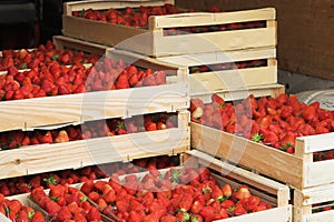 Strawberry harvest