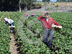 Strawberry Harvest in Central California