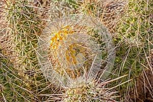 Riccio cactus da nuovo Messico 