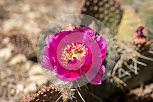 Strawberry Hedgehog Cactus Blossom Covered with Bugs