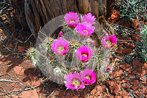 Strawberry Hedgehog Cactus Flowers, Echinocereus engelmannii, Sedona, Arizona