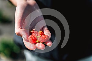 Strawberry holding in girl female woman hands; picking harvesting strawberries