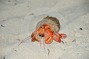 Strawberry Land Hermit Crab Coenobita perlatus on sand.