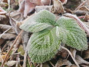 Strawberry leaf