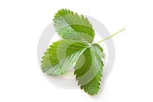 Strawberry Leaf