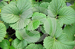 Strawberry leaf