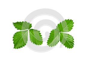 Strawberry leaf isolate. Strawberry leaves on white background. Strawberries branch.