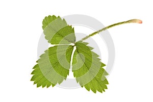 Strawberry leaf isolated