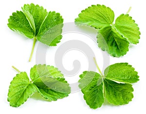 Strawberry leaf isolated on white. Collection