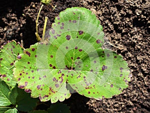 Strawberry leaf scorch - common fungal disease caused by Diplocarpon earliana fungus