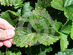 Strawberry leaf spot - widespread fungal disease caused by Mycosphaerella fragariae fungus
